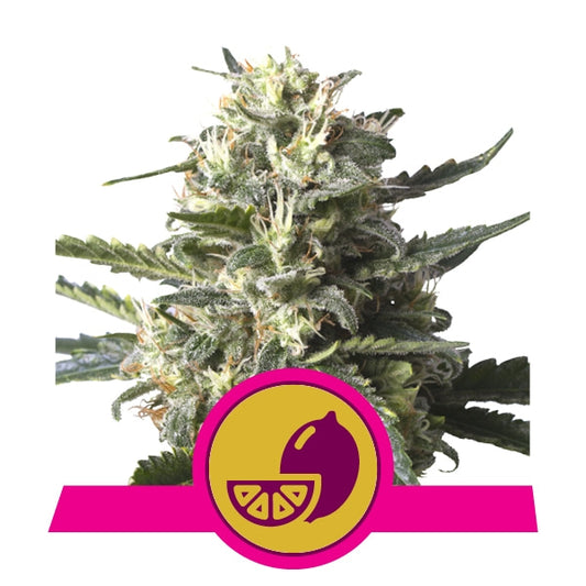 Harziges Lemon Shining Silver Haze Bud mit dichten, zitronig duftenden Blüten und weißen Trichomen