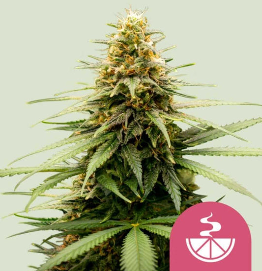 Lemon Skunk Cannabisblüte mit harzigen Buds, orangen Stempeln und dichten, dunkelgrünen Zuckerblättern