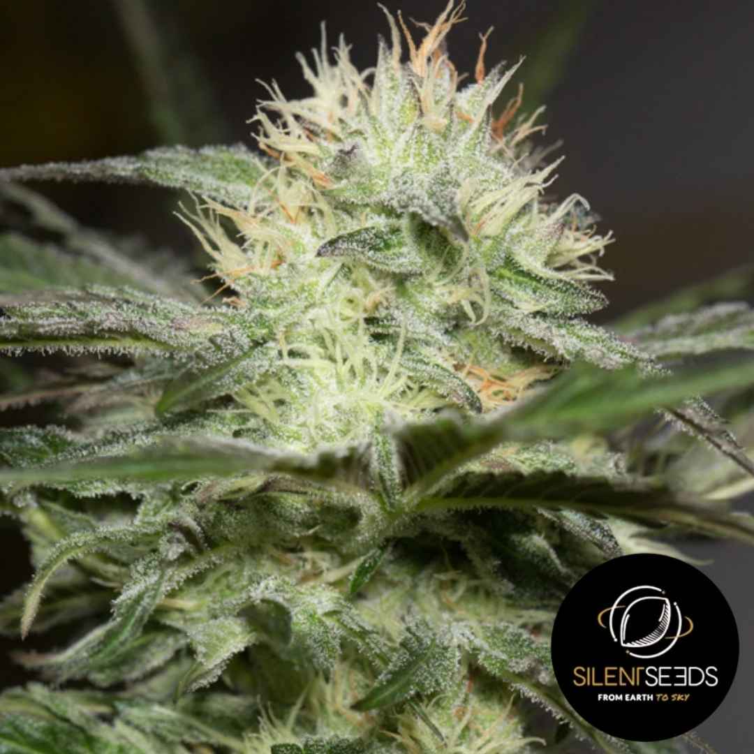 Lemon Sorbet Blüte mit dichten, harzüberzogenen Trichomen und orangefarbenen Blütenhaaren