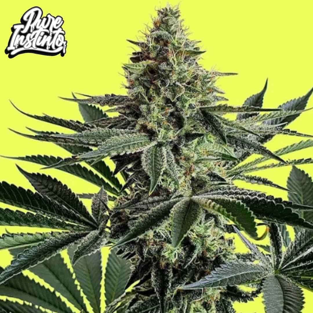 Lemon Storm Cannabis Blüte mit dichten harzigen Buds und breiten Blättern während der späten Blütephase