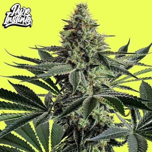 Lemon Storm Cannabis Blüte mit dichten harzigen Buds und breiten Blättern während der späten Blütephase