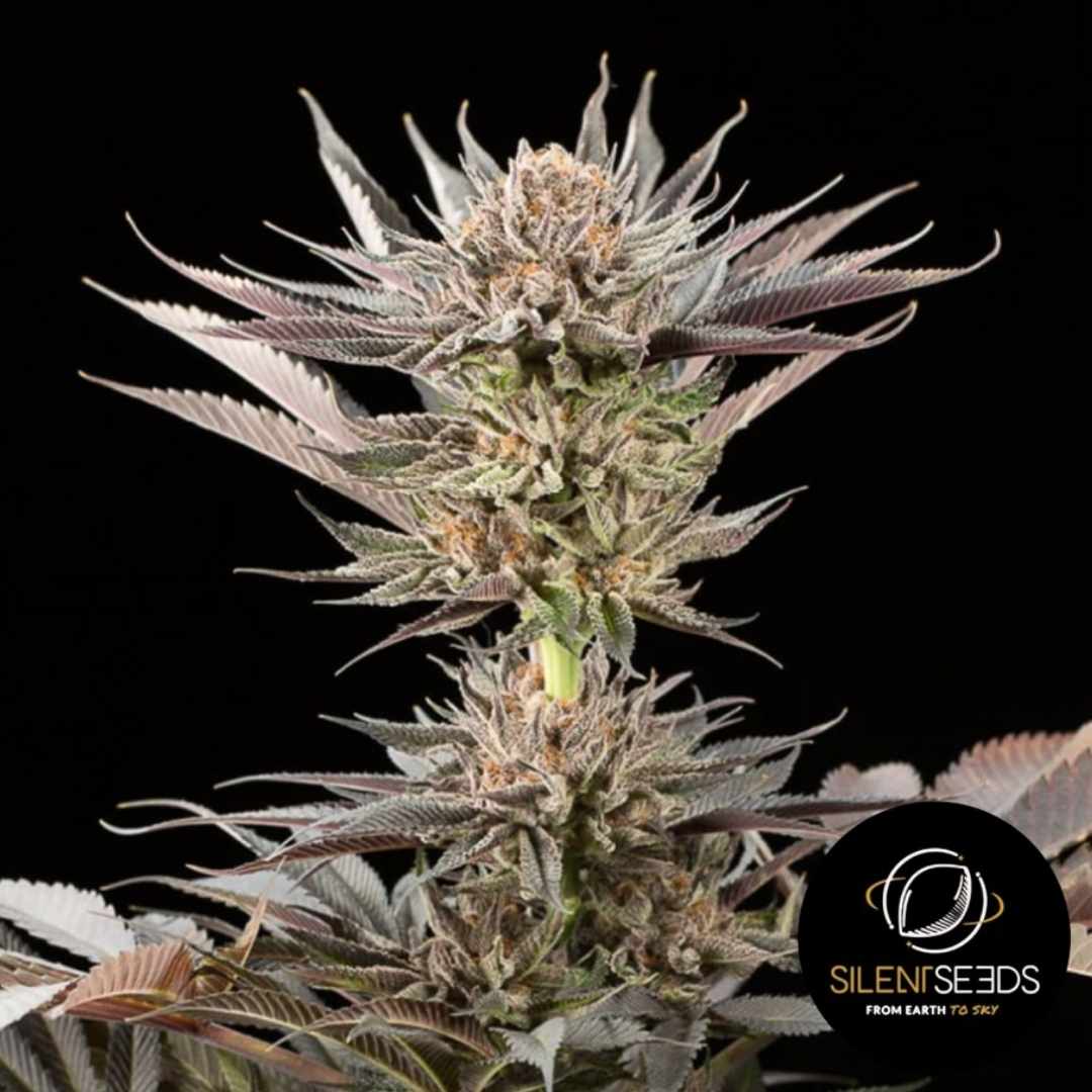 Lemon Tree 2.0 Blüte mit dichten, harzigen Buds und violettgrünen Blättern in voller Reife