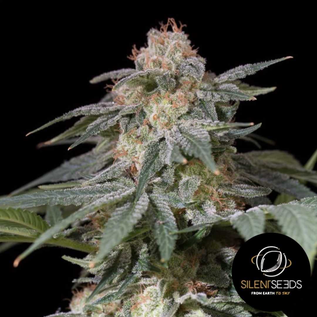 Dichte Lemon Tree Fast Blüte mit dicker Harzschicht und orangefarbenen Blütenhaaren