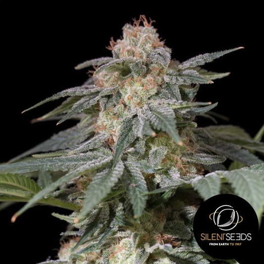 Dichte Lemon Tree Fast Blüte mit dicker Harzschicht und orangefarbenen Blütenhaaren