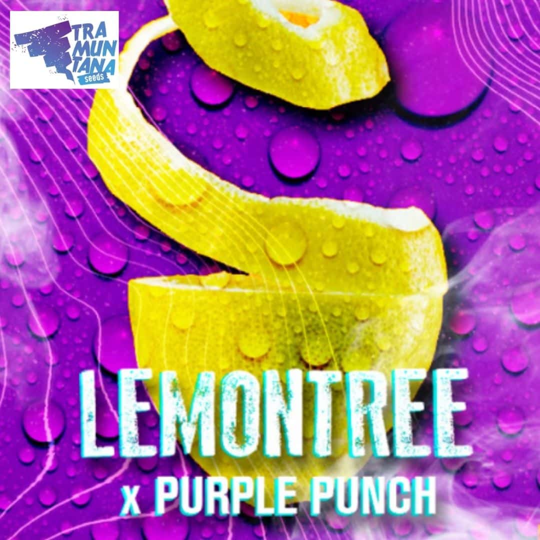 Lemon Tree x Purple Punch Motiv mit geschälter Zitrone, Zitronenscheiben und auffälligem Sortenschriftzug.