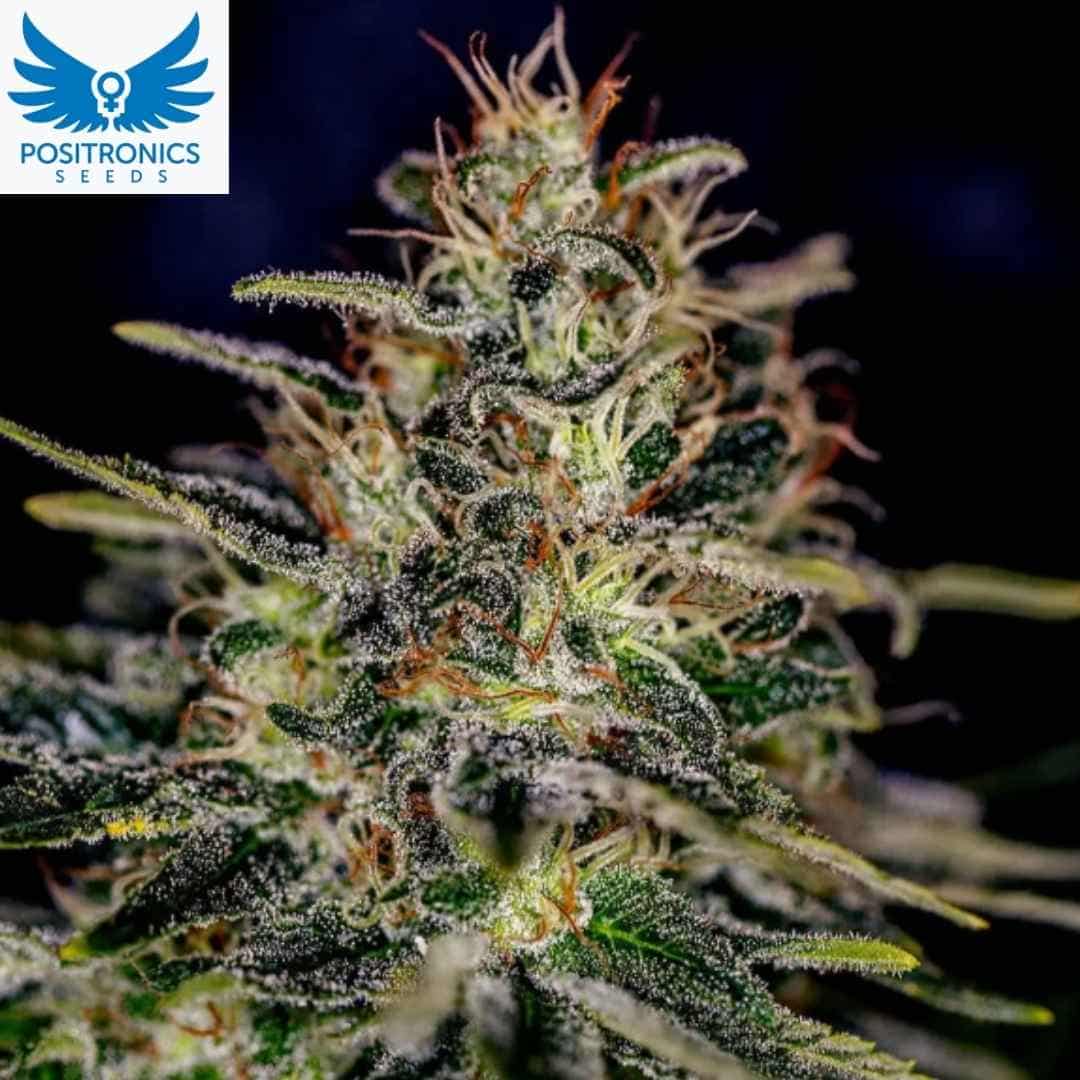 Lemon Trip Cannabisblüte mit dichten, harzigen Buds und orangefarbenen Blütenfäden in der späten Blütephase