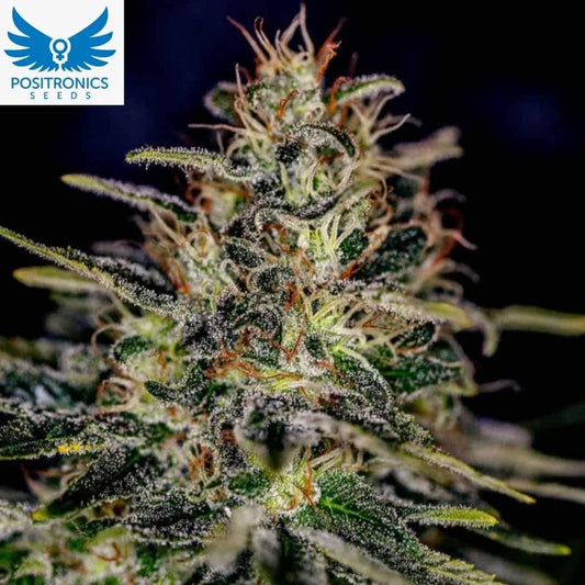 Lemon Trip Cannabisblüte mit dichten, harzigen Buds und orangefarbenen Blütenfäden in der späten Blütephase