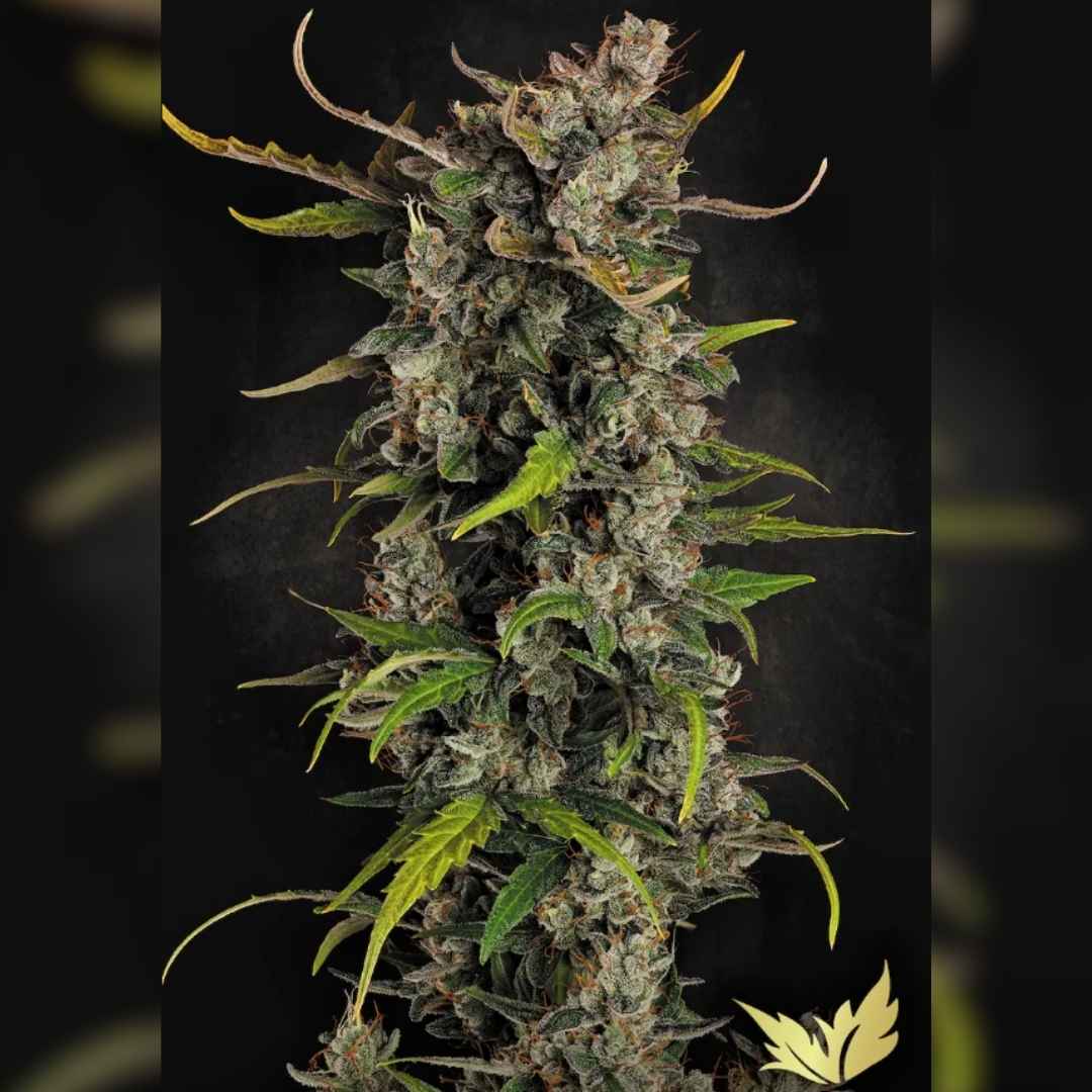 Dichte Lemonade Auto Blüte mit Harzüberzug und orangefarbenen Blütenfäden