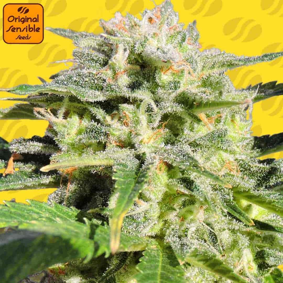 Auto Lemonberry Haze Bud mit dichten, harzigen Blüten, sichtbaren Trichomen und orangefarbenen Blütenstempeln in Nahaufnahme