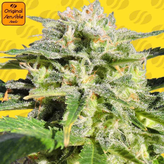 Auto Lemonberry Haze Bud mit dichten, harzigen Blüten, sichtbaren Trichomen und orangefarbenen Blütenstempeln in Nahaufnahme