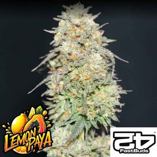 Lemonpaya Bud mit dichten, harzigen Blüten und orangenen Härchen von Fast Buds