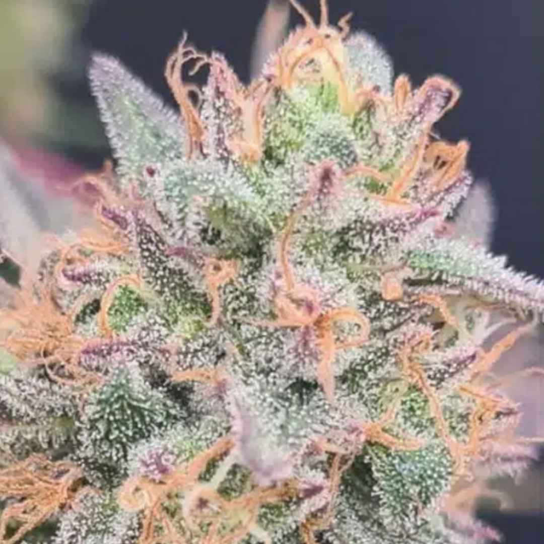 LimePaya von ZmoothieZ mit harziger Cannabisblüte, grünen Tönen und orangefarbenen Pistillen.