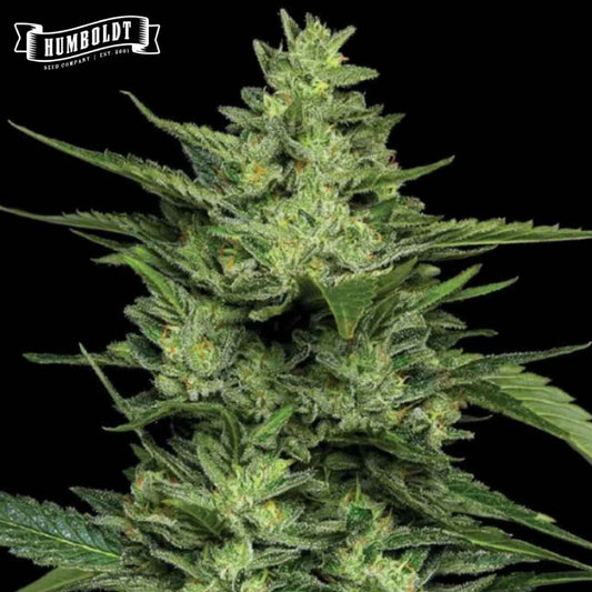 Limez Cannabisblüte mit dichten, harzigen Buds und grünen Zuckerblättern