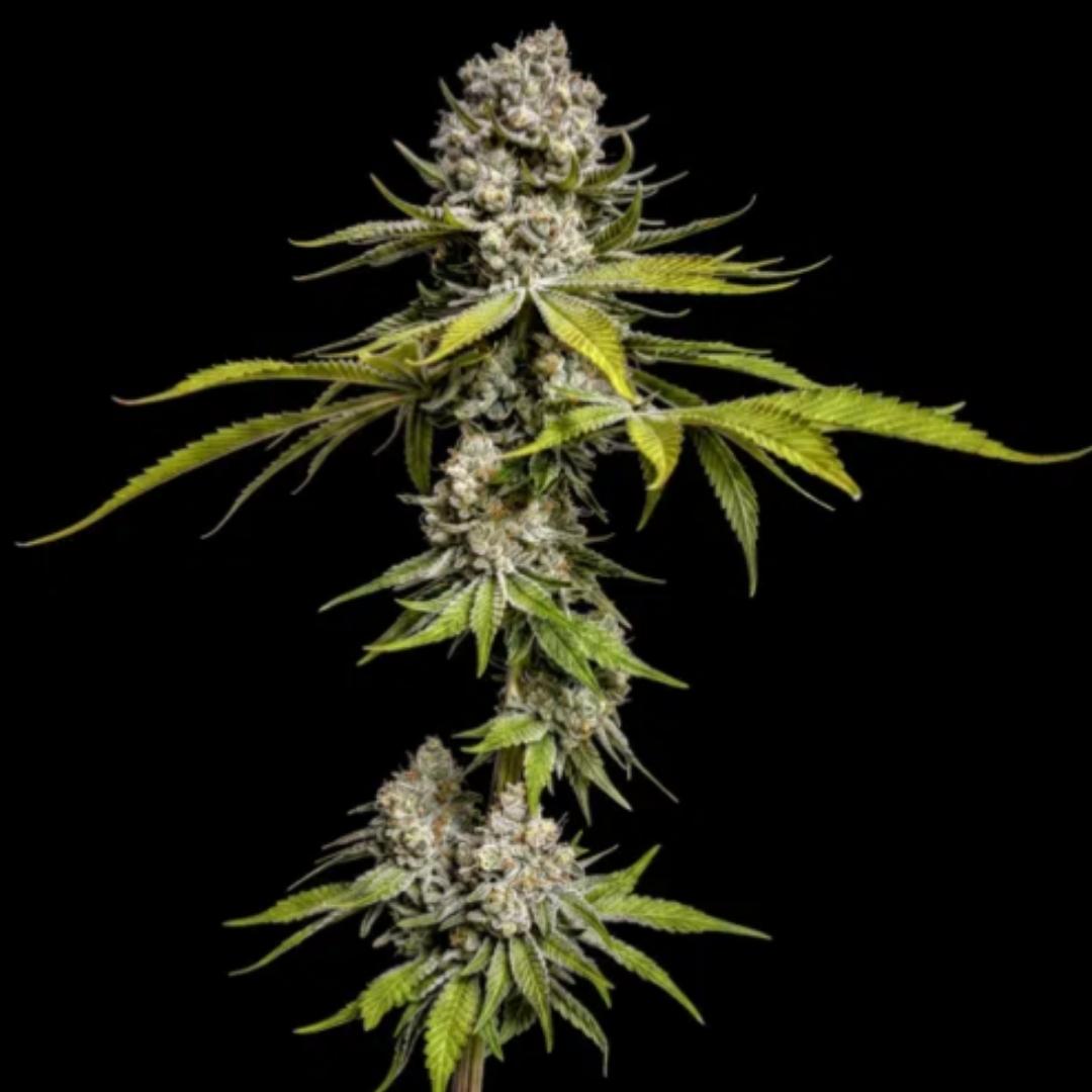 Limón de Azúcar von World Breeders mit kompakter, stark harziger Cannabisblüte und kräftigem Grün.