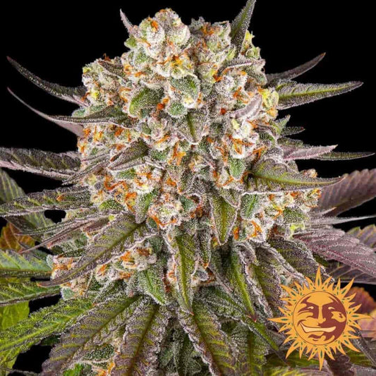 Limoncello Bud mit dichten Harzschichten, orangefarbenen Blütenhaaren und violett-grünen Blättern