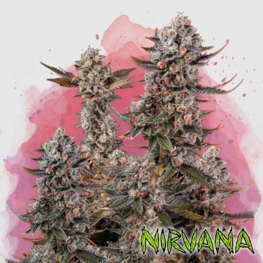 Dichte Lithium OG Kush Blüten mit harzigem Überzug und orangefarbenen Blütenhärchen