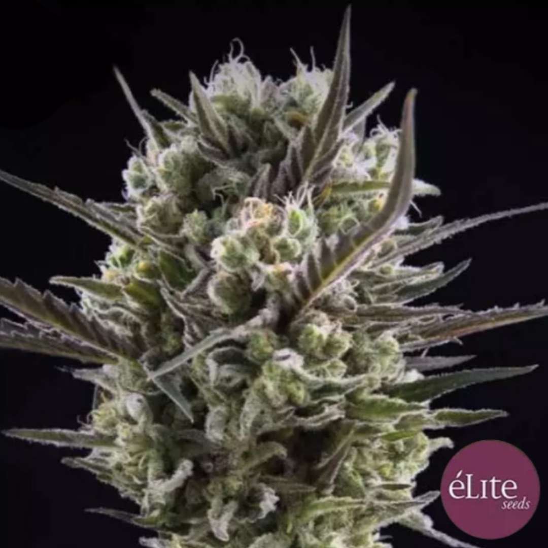Llimonet Haze CBD Feminisierte (Elite Seeds)