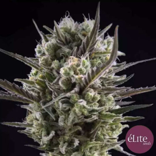 Llimonet Haze CBD Feminisierte (Elite Seeds)