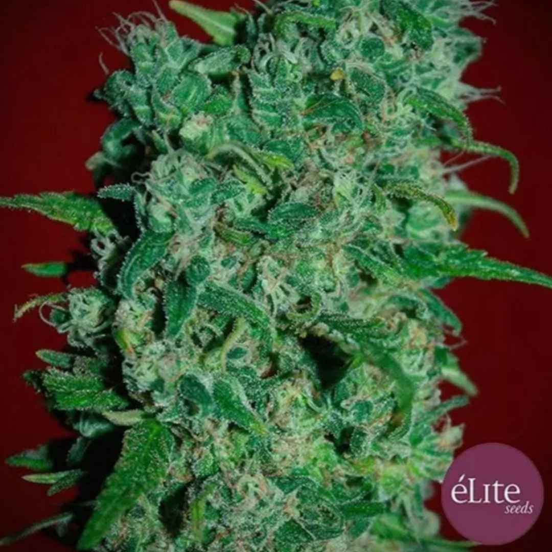 Llimonet Haze Cannabisblüte mit dichten grünen Kelchen, feinen Härchen und sichtbaren Trichomen