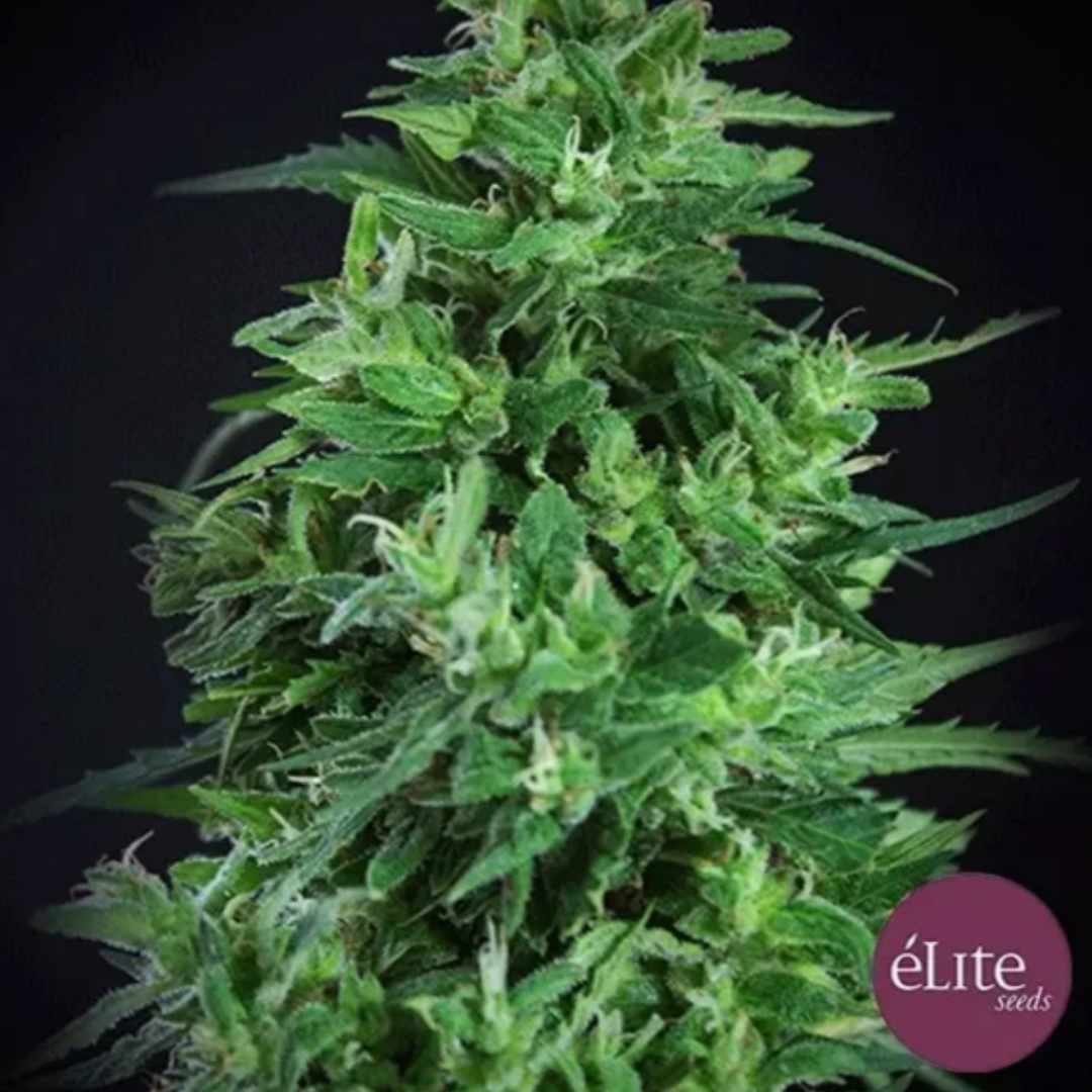 Llimonet Haze Ultra CBD Blüte mit dichten grünen Buds, feinen Härchen und harzigen Blättern