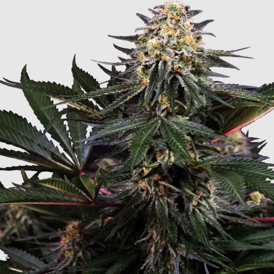 Lockdown Kush Blüte mit dichten, harzreichen Knospen und kräftigen, grün-schwarzen Blättern.