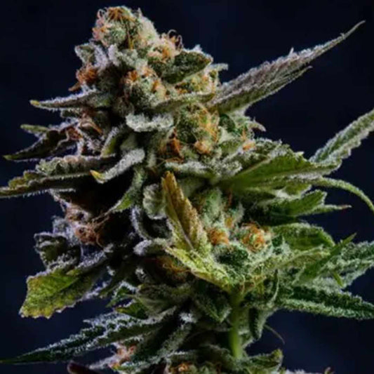 Log Cabin von Vision Seeds mit dichter harziger Cannabisblüte und grünen Zuckerblättern.