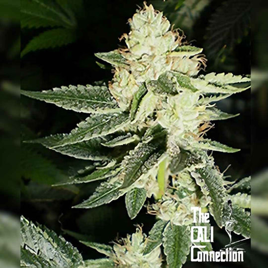 Harzige Louis XIII OG Blüte mit dichten Buds und leuchtend grünen Blättern voller Trichome.
