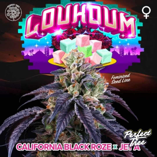 Loukoum Cannabisblüte mit dichten, harzigen Buds und violett-grünen Blättern, inspiriert von süßen Turkish Delight Aromen