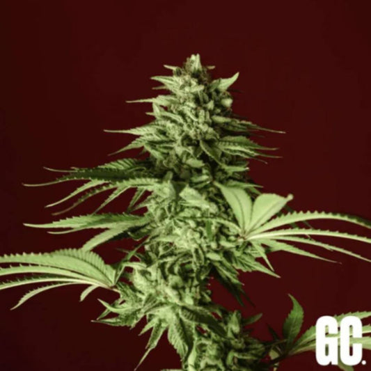 Lumpy's Fritter Cannabisblüte mit dichten Buds, Harzbesatz und schmalen grünen Blättern