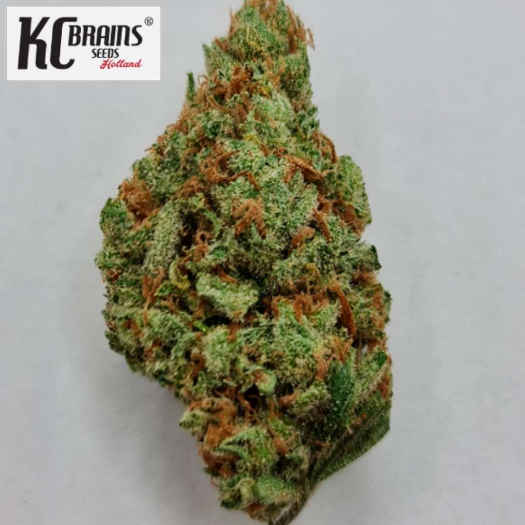 MAC Mango Cannabisblüte mit grünen Buds, orangefarbenen Härchen und sichtbaren Trichomen