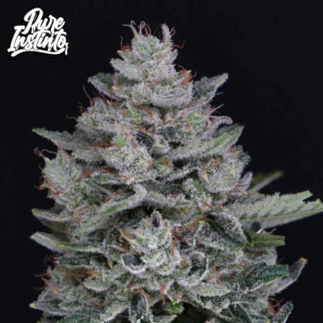 Mac2 Auto Cannabis Blüte mit dichten, harzigen Buds und orangefarbenen Stempeln in fortgeschrittener Blütephase
