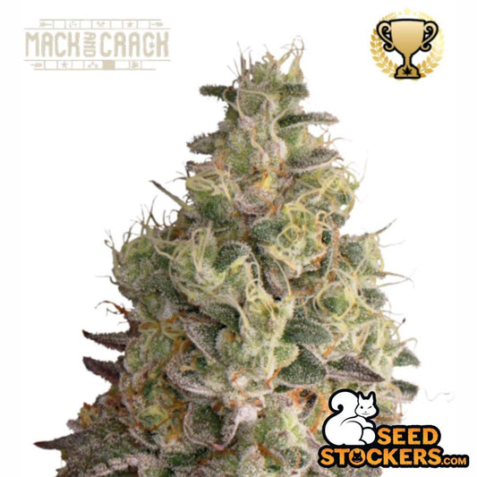 Dichte, harzige Blüte von Auto Mack And Crack mit ausgeprägten Trichomen und hellen Blütenhaaren