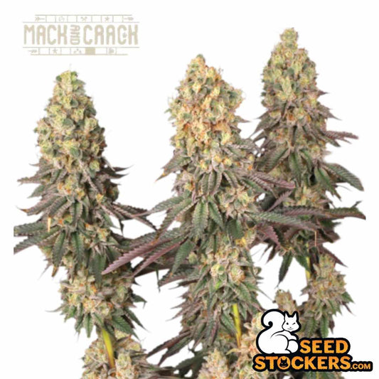 Mack And Crack Cannabispflanze mit mehreren dichten, harzigen Blütenständen und kräftigen Seitenästen