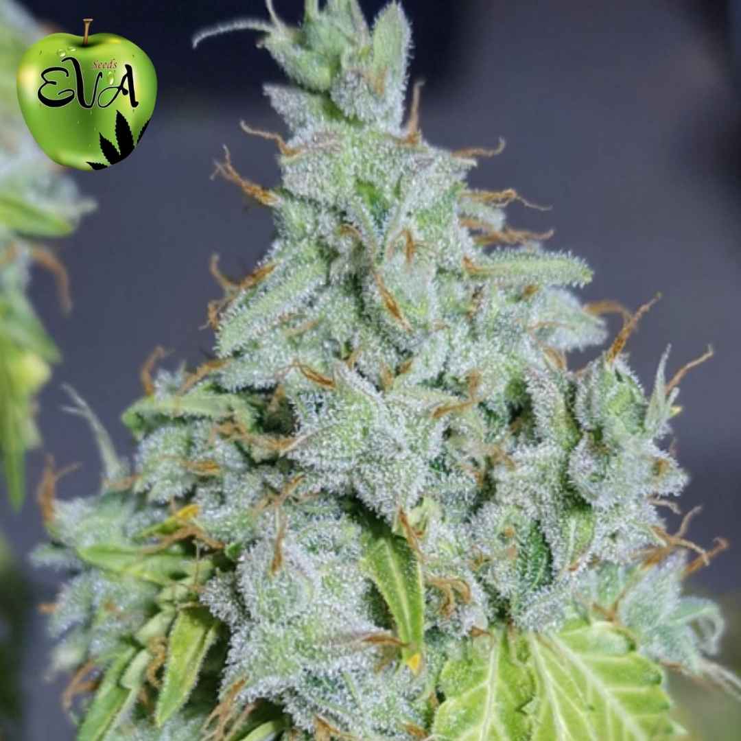 Magic Tree Auto Blüte mit dichten, stark harzigen Buds und orangefarbenen Härchen