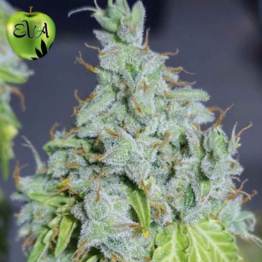 Magic Tree Auto Blüte mit dichten, stark harzigen Buds und orangefarbenen Härchen