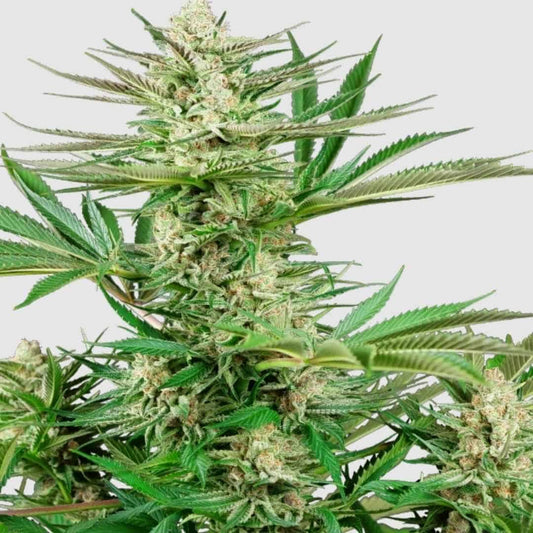 Üppige Knospen der Sorte Malibu OG Gold mit harzigen Trichomen an sattgrünen Blättern