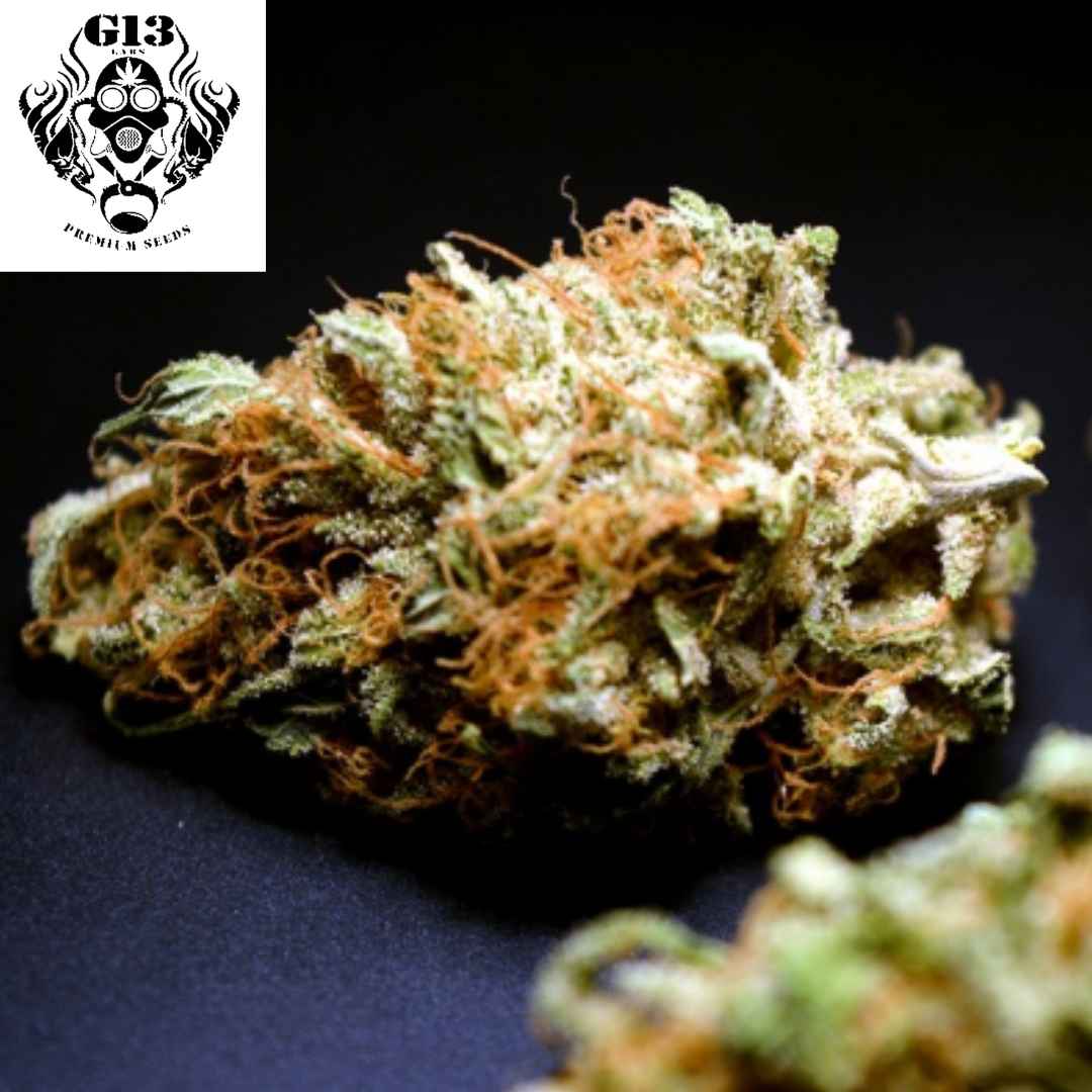 Dichter Maltezerz Cannabis Bud mit vielen Trichomen und orangefarbenen Blütenfäden