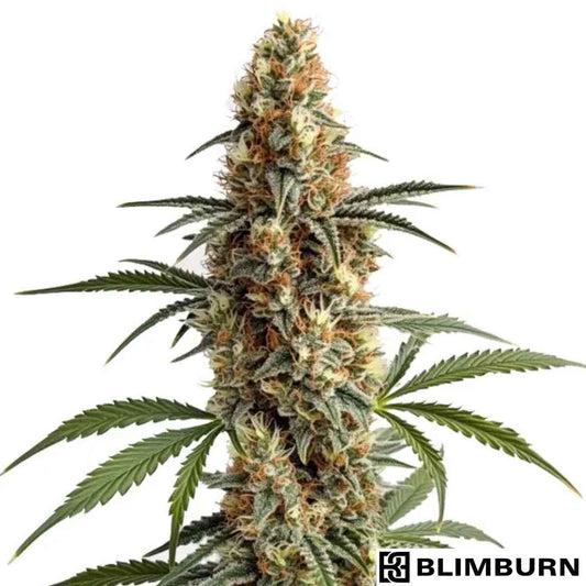 Mamba Negra mit dichtem, harzigem Hauptbud und orangefarbenen Blütenstempeln in voller Blüte