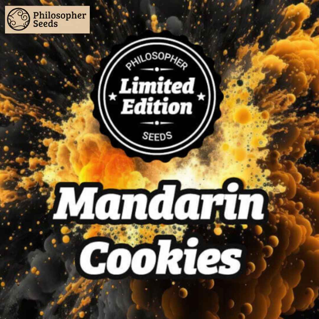 Schwarzer Philosopher Seeds Limited Edition Batch über weißem Mandarin Cookies Schriftzug auf orange-schwarzer Explosion.