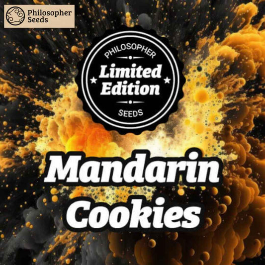 Schwarzer Philosopher Seeds Limited Edition Batch über weißem Mandarin Cookies Schriftzug auf orange-schwarzer Explosion.