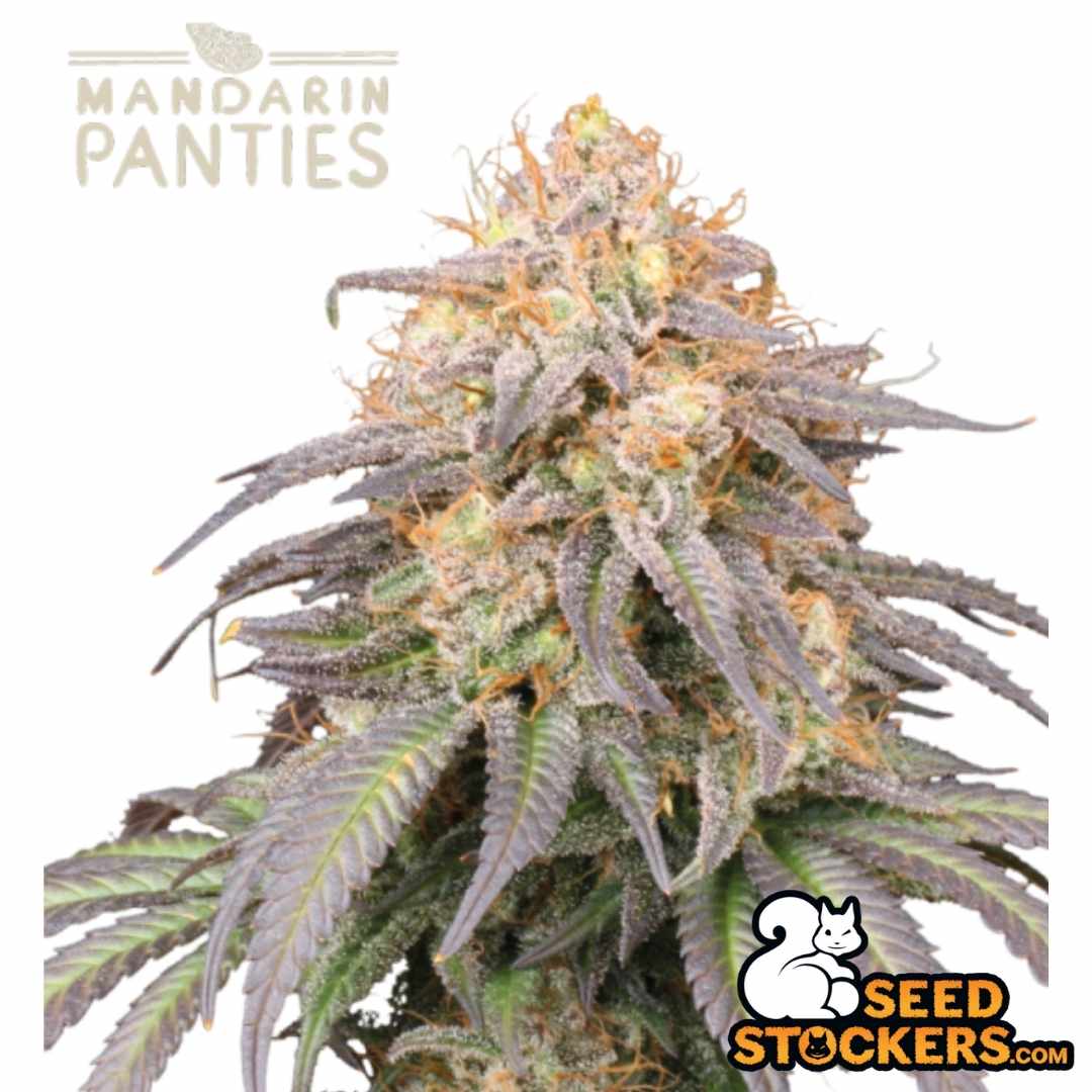Auto Mandarin Panties (Seedstockers) Feminisiert