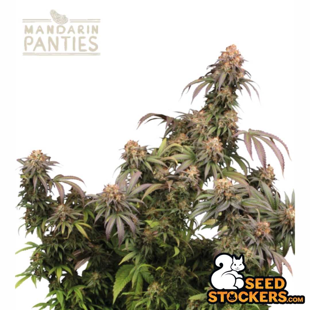 Mandarin Panties Cannabispflanze mit dichten, harzigen Blütenständen und reifen Buds in der späten Blütephase