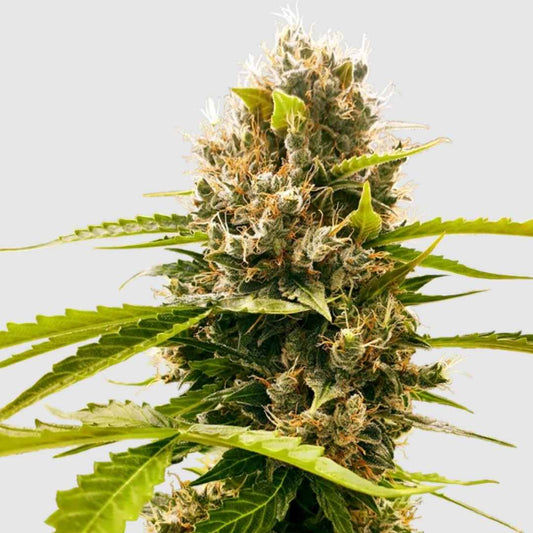 Mandarin Punch Bud mit dichtem Harz, orangenen Blütenhärchen und frischem grünen Laub