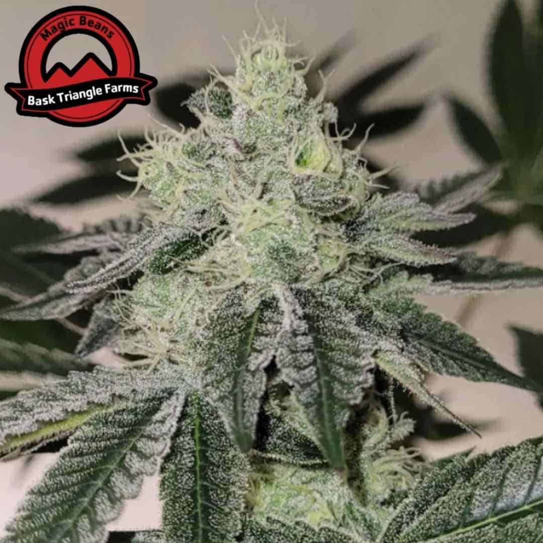 Mandy Burger Cannabisblüte mit dichter Struktur, weißen Trichomen und harzigen Blättern
