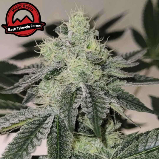 Mandy Burger Cannabisblüte mit dichter Struktur, weißen Trichomen und harzigen Blättern