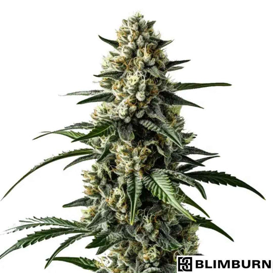 Mango Cannabissorte mit dichter, harziger Blüte und kräftigen grünen Blättern in voller Blütephase