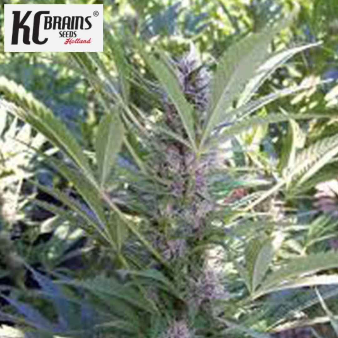 Mango Cannabisblüte mit harzigen Buds und schmalen grünen Blättern