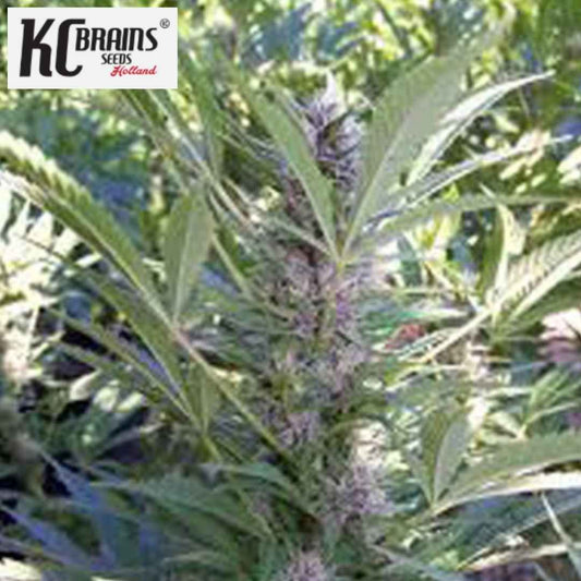 Mango Cannabisblüte mit harzigen Buds und schmalen grünen Blättern