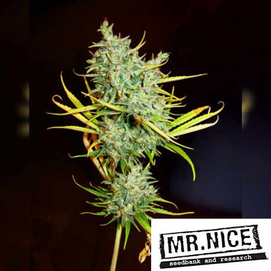 Mango Haze Blüte mit harzigen Buds und feinen orangefarbenen Härchen