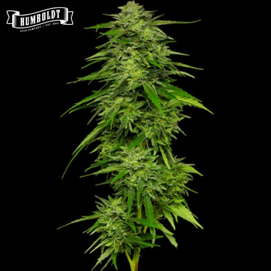 Mango Sherbert Cannabisblüte mit dichten grünen Buds und feinen Harztrichomen